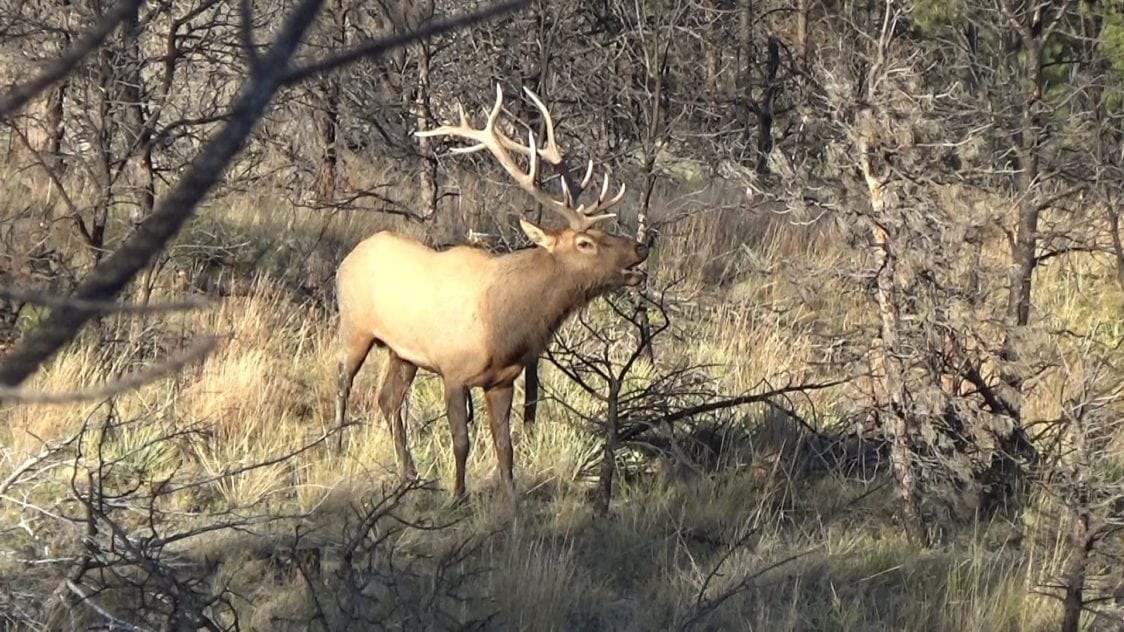 Bull Mountain Ranch for Sale in Musselshell County, Montana (MT)