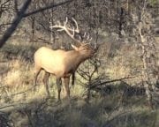 Bull Mountain Ranch for Sale in Musselshell County, Montana (MT)