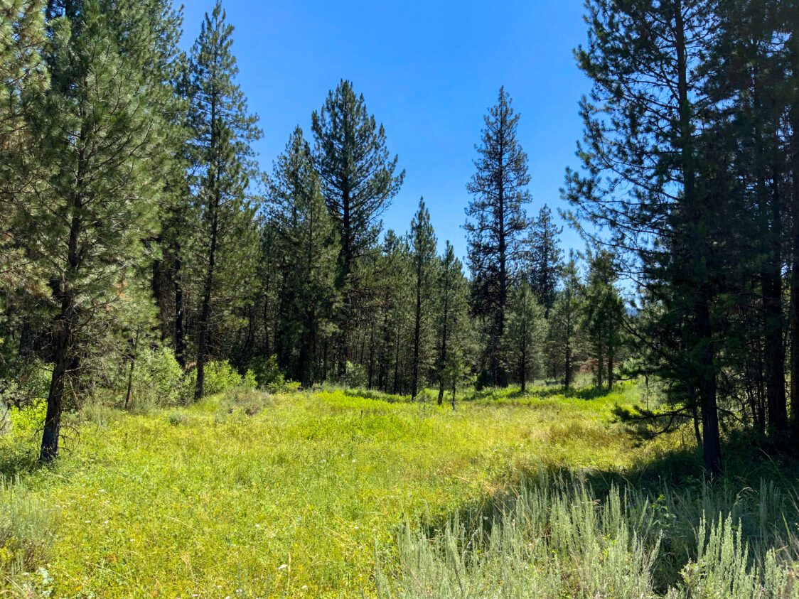 49.272 Acres For Sale Near Idaho City, ID