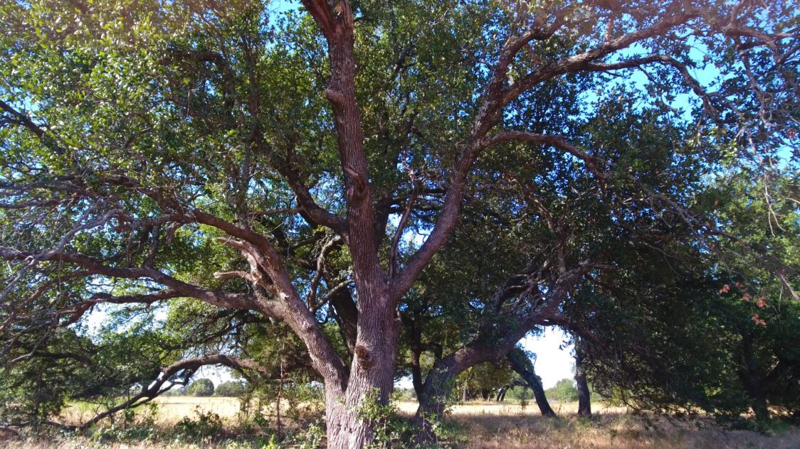 71 ± Acres For Sale in Palo Pinto County, TX