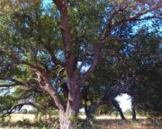 71 ± Acres For Sale in Palo Pinto County, TX