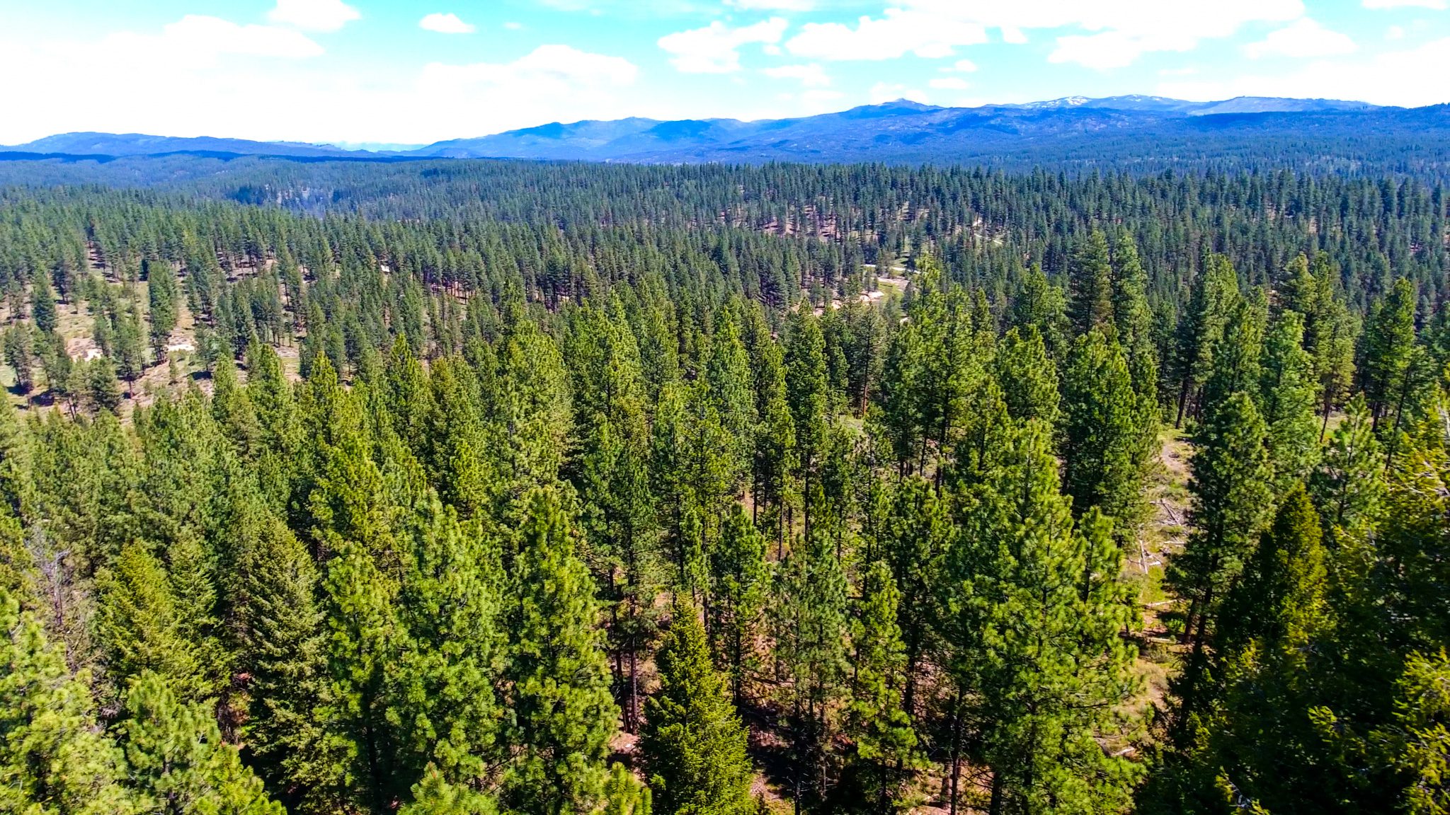 42.737 Acres For Sale near Idaho City, ID Wilks Ranch Brokers